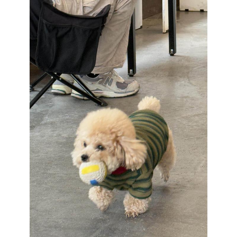 Teddy Dog Shirt Spring Autumn Outdoor Warmth Prevention Two Feet Clothes round Neck T-Shirt Panda Pattern Pet Clothing Access...