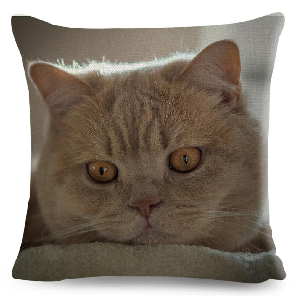 Housse de coussin British Shorthair bleu russe, taie d'oreiller en Polyester, décoration de chat mignon, Animal de compagnie, pour canapé, maison, voiture