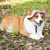 Comfortable Soft Pet Headgear Corduroy Dog Baseball Cap, Cat Summer Beach Visor Hat with Ear UV Blocking Gear Holes, Adjustable Puppy Sunbonnet