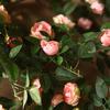 Simulated Flower Realistic Rose Long-lasting Hanging Artificial Faux Silk Flower Home Wedding Decor