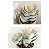 6.3in Plastic Artificial Succulent Plant Green Pink Faux Succulent Plant Small Bonsai Home Office Desktop Decoration