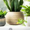 Window Sticker Green Plant Decals Self-Adhesive PVC Waterproof Wall Stickers Bedroom Living Room Balcony Glass Doors Home Decor