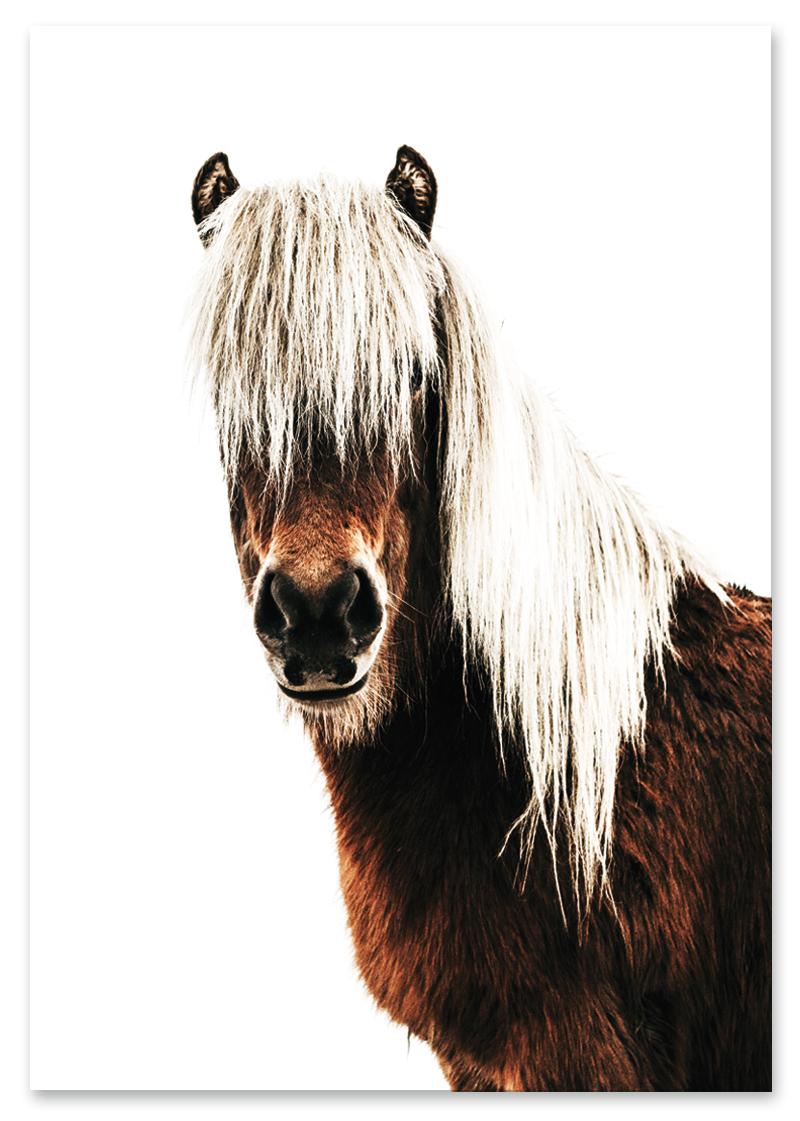 

Plakat koń skandynawski 30x40 cm