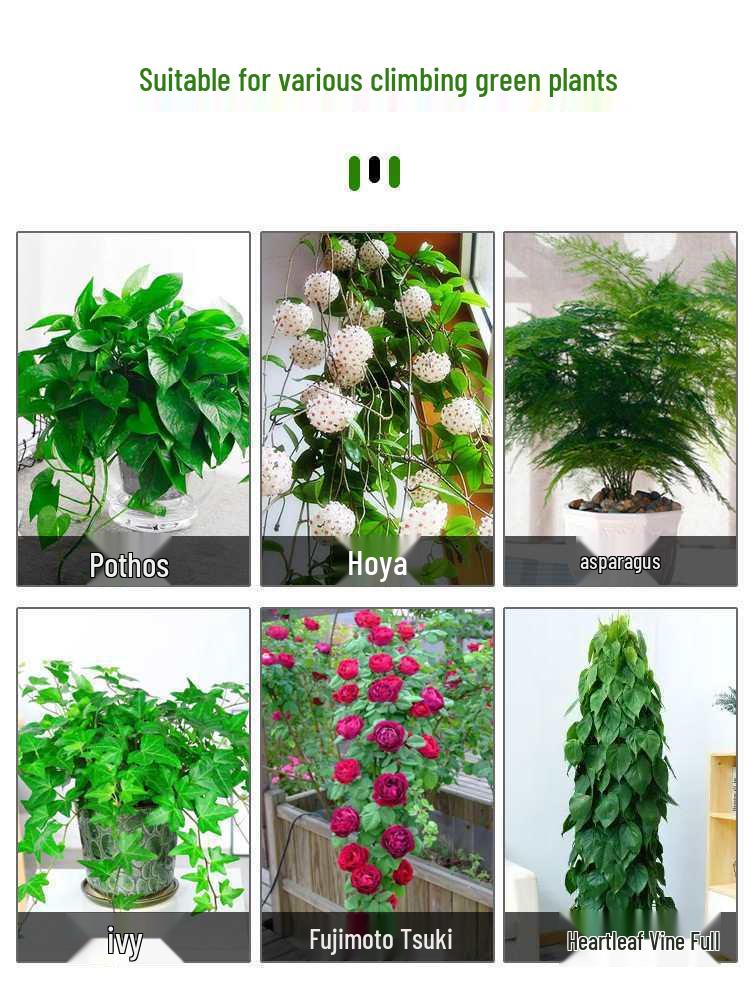 Pothos Climbing Clips: Rose Green Plant Wall Hooks for Vines