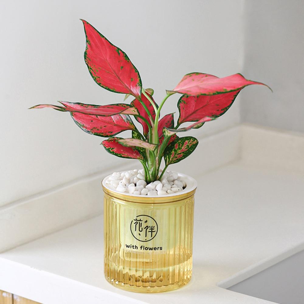 

Plastic Water-absorbing Flower Pot Self Watering Hydroponic Planter Transparent-L