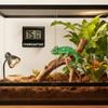Magnetic Reptile Thermometer High Accurately Feeding Box Thermometer  Reptile Terrarium