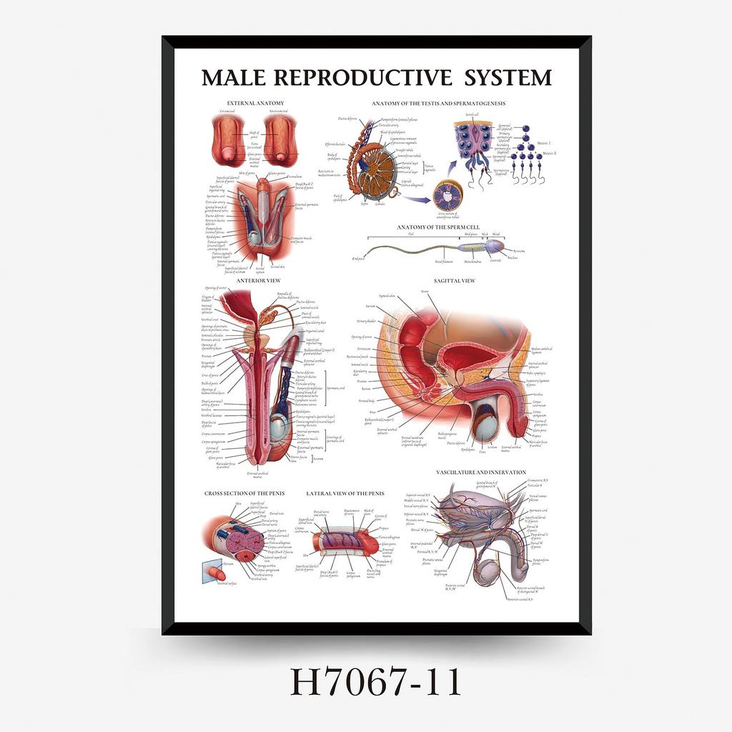 Human Tissue Structure Muscle Gym Medical Education Decorative Canvas Painting Poster Wall Art for Home Decor