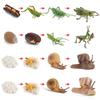 Hot Animal Life Cycle Board Children Toys Montessori Teaching Aids Plant Animal Growth Cycle Model Set Preschool Cognitive Toys