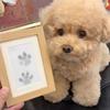 Pet Paw Print Desk Frame With Ink Kit Pet Memorial Picture Frame With Pawprints For Home Decor