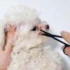 Tear Stain Remover for Dogs and Cats Pet Facial Cleaning Comb Grooming Tool to Remove Eye Boogers Tear Stains and Dirt Wooden