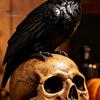 Decorazione Casa Tema Scuro Statuetta Teschio di Halloween, Statua Realistica Testa Umana, Statuetta Scheletro Gotico Inquietante in Resina Corvo su Scultura per Tavolo