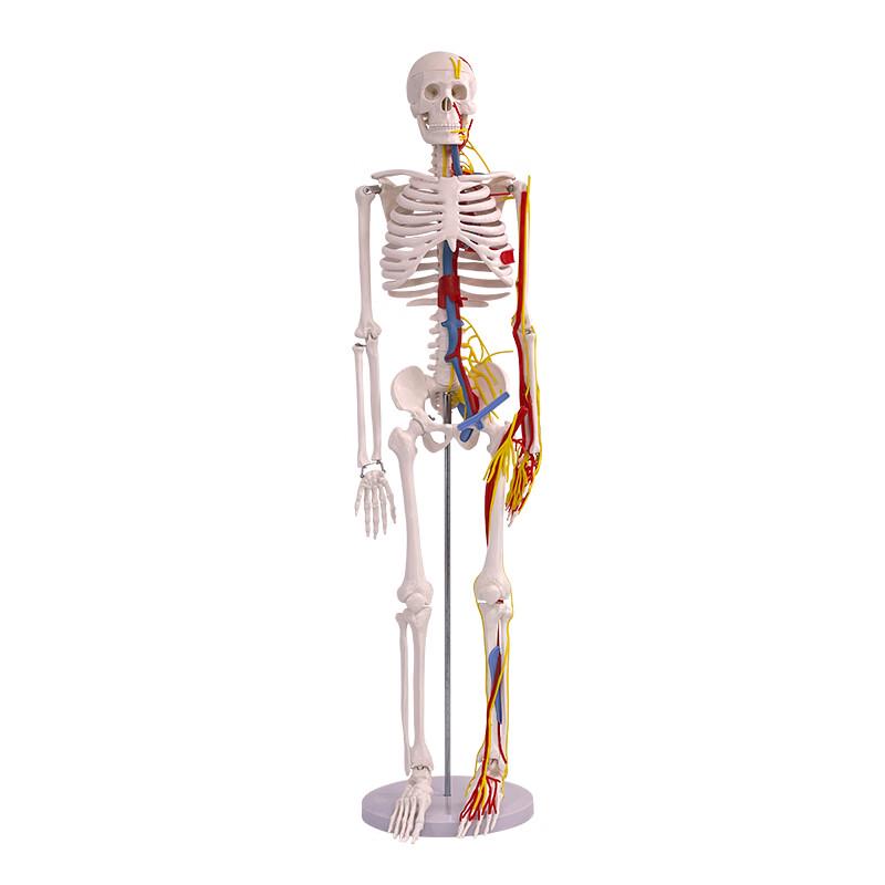 Human Skeleton Model with Heart and Blood Vessels