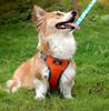 Astro Orange Dog Training Harness For Walking, Size S