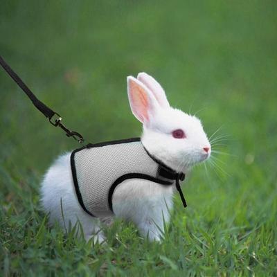 Kleines Haustier-Kaninchengeschirr und Leine-Set, zweibeiniger Brustgurt, Outdoor-Traktionsseil, Leine, Kleidung für Chinchilla, niederländisches Meerschweinchen, atmungsaktives Netz