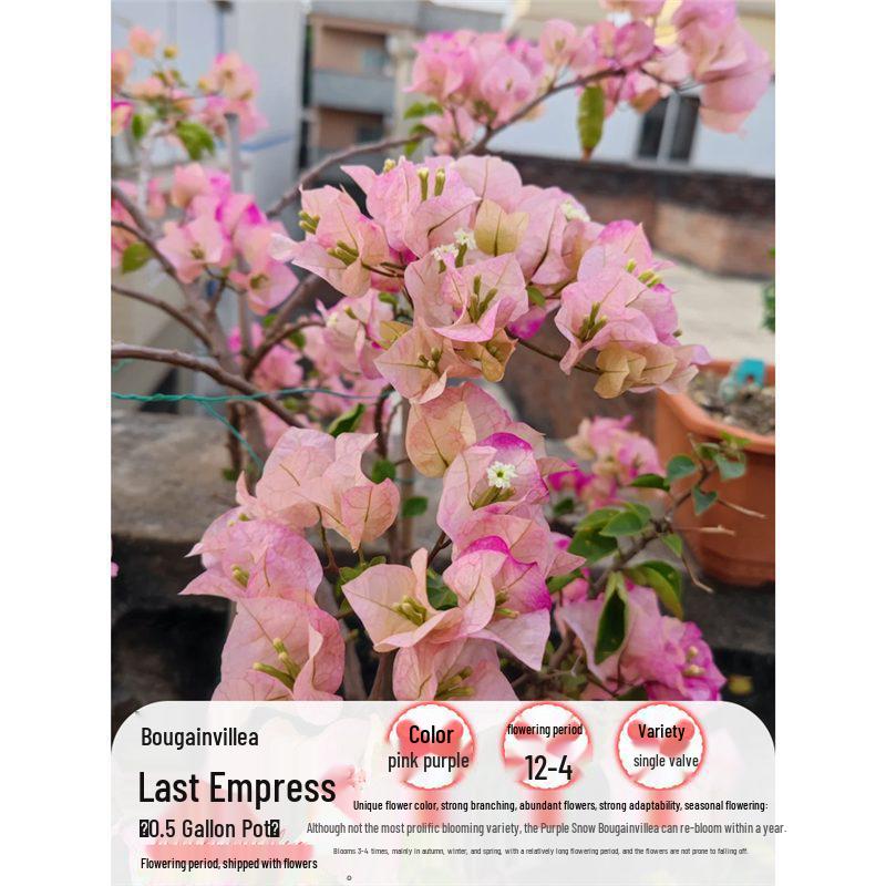 Large Bougainvillea Climbing Plant with Flowers - Indoor/Outdoor Greenery for Balcony and Courtyard