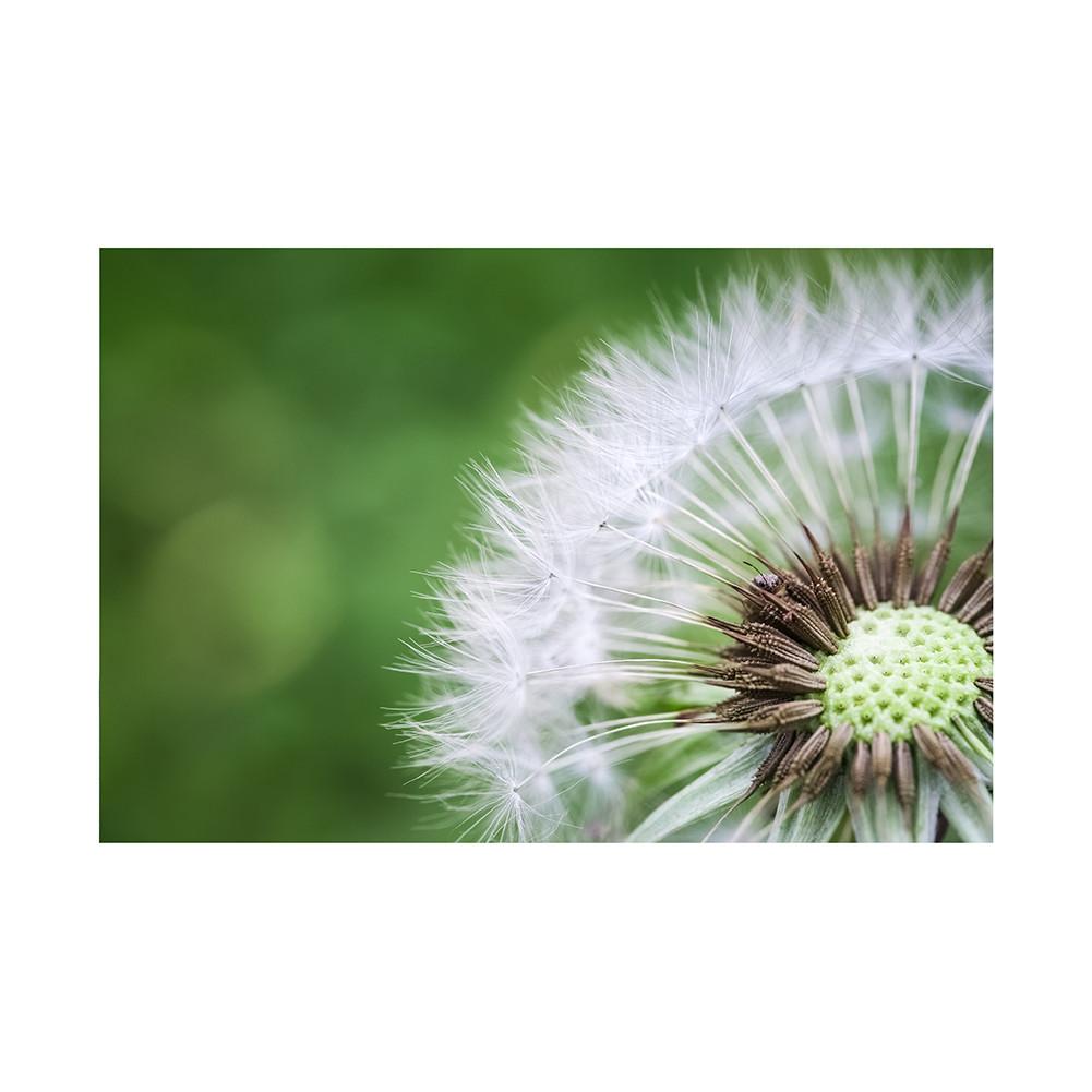Romantic Dandelion Background Tapestry for Events,Party Banner,Home Decor,Weddings,Photo Booths