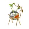 Nordic Hydroponic Flower Pot for Succulents and Water-Grown Plants - Desktop Vase Decoration
