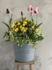 Hachimankasei Eco Pot Shallow Type 10 Gray Hachiman 242574 Made in Japan Pot/Eco (11L) "Arble" gardensarble