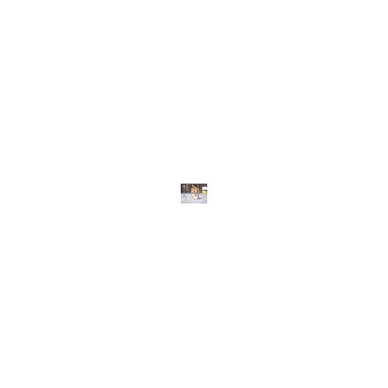 [Purchaser-only bonus available] 2026 Adorable Japanese Dog Calendar  Healed by the healthy and dignified expressions of Japanese dogs  (Includes 2