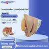 PNT-0582 Female Reproductive Organ Model: Internal & External 4-Part Anatomy