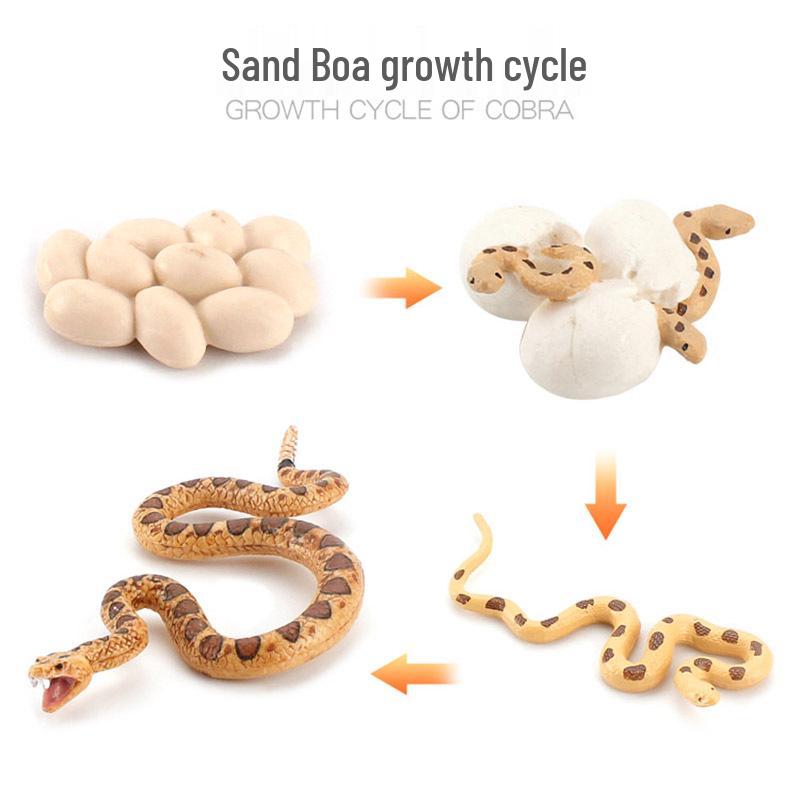 Animal Growth Cycle Models: Chicken, Duck, Goose, Butterfly, Turtle, Frog Montessori Teaching Figurines
