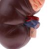 Kidney Model Anatomy Normal Human Anatomical Teaching Doctors Office Educational Tool