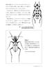 How To Draw Nature Observation Techniques II Insects
