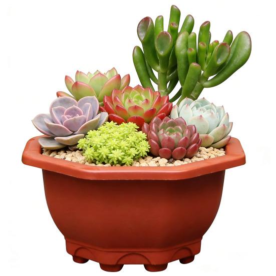 Air Circulation Flower Pot Breathable Thickened Plastic Planter for Bamboo Clivia Drainage Holes Downward Growth Pot for Home Garden Balcony