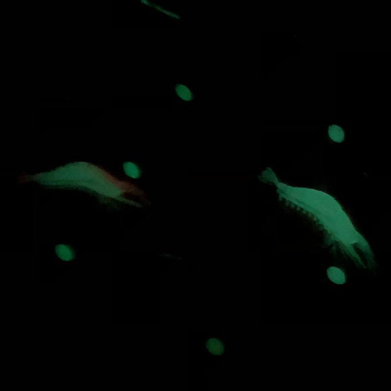 9cm Simulation Prawn Fishing lure Multicolor Luminous Tackle Bait Sea fishing Soft bait fishing tool