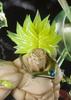 FiguartsZERO Dragon Ball Z Super Saiyan Broly -Fierce Battle- Approx. 320mm ABS & PVC Painted Complete Figure