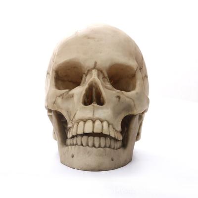 1:1 Socha lebky lidské hlavy pro domácí dekoraci Pryskyřičné figurky Halloweenská dekorace Socha Lékařská výuka Skicovací model Řemesla