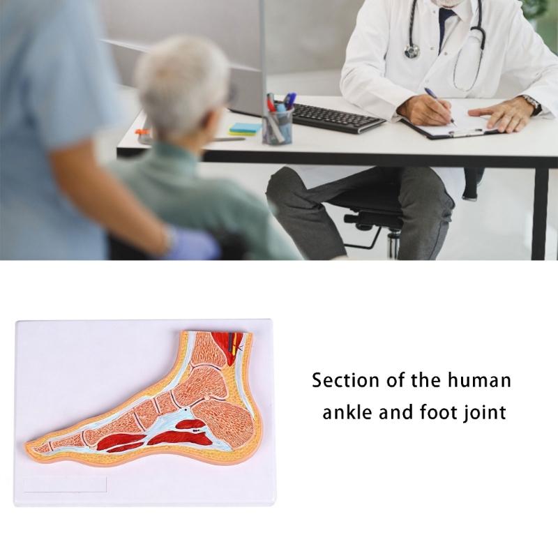 Educational PVC Foot Joint Anatomy Model Sectional Anatomical Ankle Foot Joint Model For Education And Clinical Settings