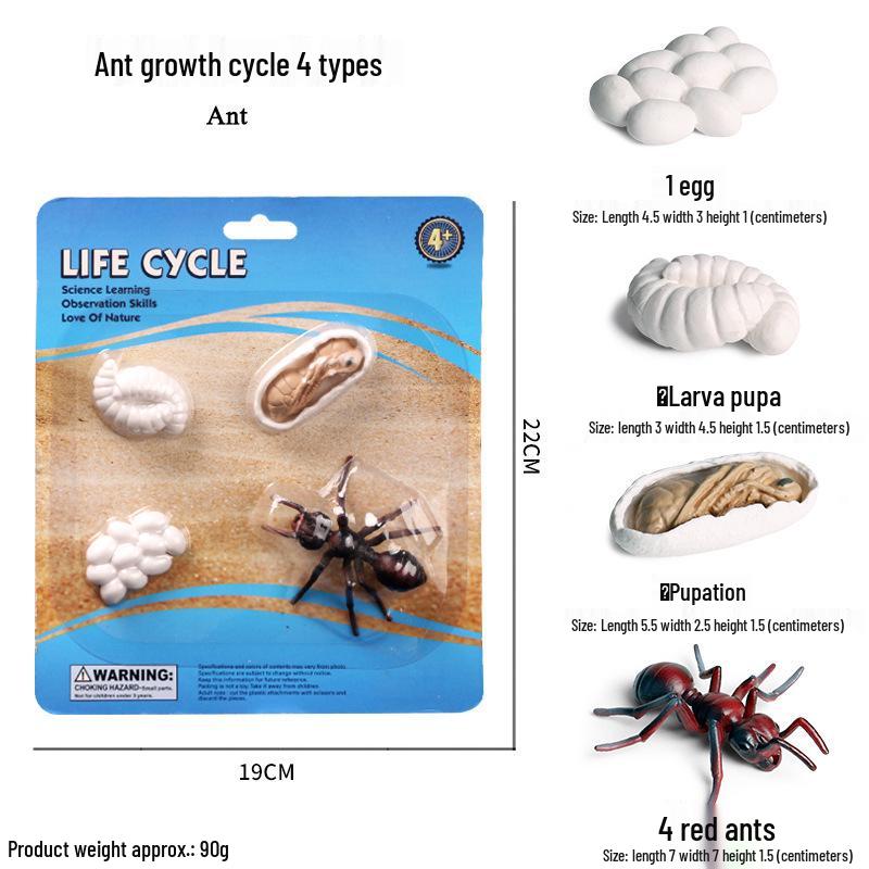 Cross-border Simulation Animal Suction Toy: Butterfly, Rooster, Ant, Frog, Sea Turtle, Mosquito Growth Cycle Models