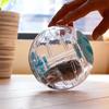 Plastic Outdoor Sport Ball Grounder for Rat Small Pet | Mice Jogging Ball Toy | Hamster Gerbil Exercise Ball Play Toy