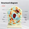 Modello di Cellula Animale Modello Portatile di Anatomia Cellulare Modello Didattico di Biologia per Esposizione in Aula Studio Insegnamento