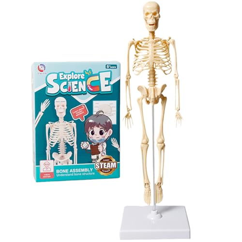 MOSABRUKI Human Anatomy Model Puzzle, Human Model Toy, Mannequin, Human Anatomy Model, Skeleton Model, Skeleton Toy, Educational Demonstration Kit for