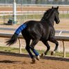 Large Size Horse Tail Protector Breathable Tail Guard Ponytail Protective Cover  Equestrian