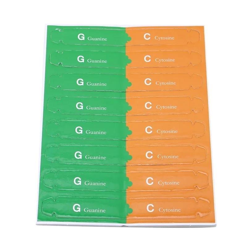 Hot Sale DNA Double Helix Science Popularization Teaching Models Tools Early Education Toy Human Genes  For Kids Test Kit