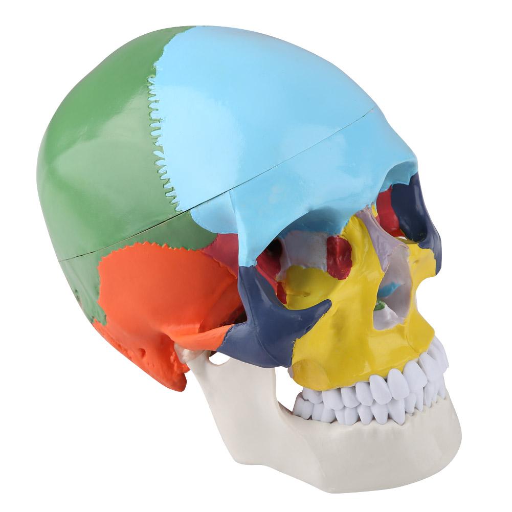 Medical Teach Instrument colorat craniu uman adult Model anatomic cu carte de identificare