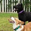 This Waterproof Dog Collar and Leash Set Is Made of High-Quality PVC Material, Which Is Durable and Wear-Resistant