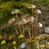 1Pcs Metal Mushroom Garden Stakes Retro Rusty Mushroom Plaque Garden For Yard Patio Lawn Outdoor Decor