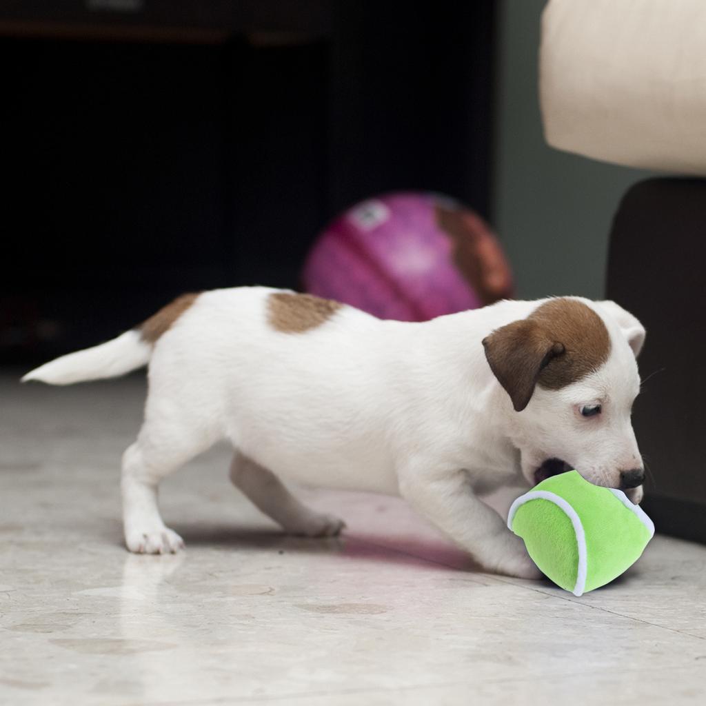 Rugby, Football, Tennis, Dogs Gnawing And Making Sounds, Grinding Teeth, Plush Toys