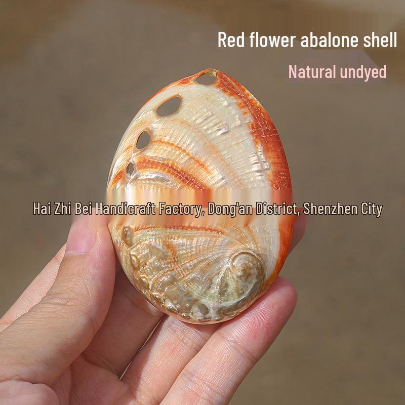 Guscio di Abalone Naturale per Arredamento Casa, Acquari, Paesaggistica e Bruciare Salvia