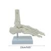 Life Size Human Foot Ankle Model Medical Anatomy Foot Skeleton Model with Base for Medical Classroom Education Learning