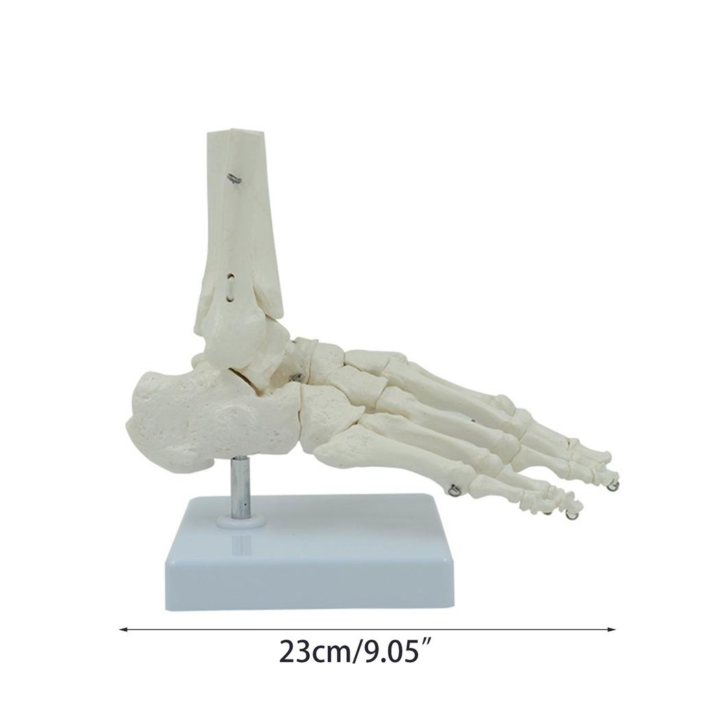 Life Size Human Foot Ankle Model Medical Anatomy Foot Skeleton Model with Base for Medical Classroom Education Learning