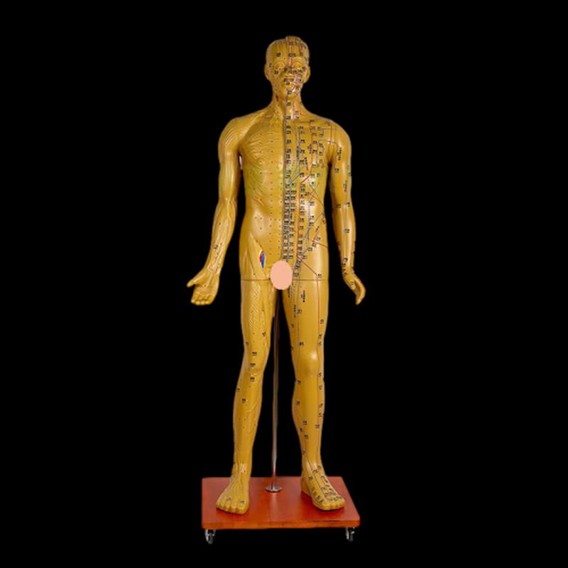 XINMAN Acupuncture Bronze Human Model