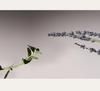 AROMATICA Serene Body Oil Lavender Marjoram Hydrating Softening 100ml