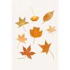 Watercolor Fall Maple Leaf Canvas Gallery Wall Prints Blue Pumpkin Pumpkin Spice Typography Wall Art Farmhouse Home Decor Gift