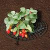 Strawberry Supports with 4 Sturdy Legs Keeping Plant Fruit Stand Keep Berries Clean Balcony Planting Rack Garden Tools