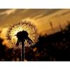 Diamond Painting Dandelion Full Square Mosaic Art Sunset Diamond Embroidery Landscape Picture of Rhinestone Home Decor
